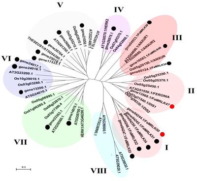 A FERONIA-Like Receptor Kinase Regulates Strawberry (Fragaria × ananassa) Fruit Ripening and Quality Formation